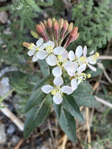 iNaturalist observation photo of Booth's Evening Primrose