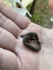 Haldea striatula