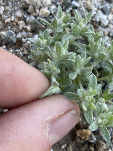 iNaturalist observation photo of dwarf cottonrose
