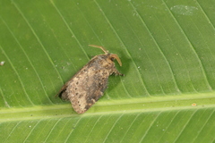 Euglyphis sobrina