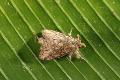 Euglyphis sobrina