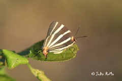 Panthiades bathildis