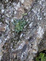 Arabis blepharophylla