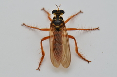 Smeryngolaphria
