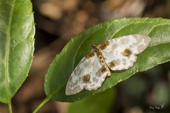 Abraxas amicula-illuminata