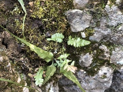 Asplenium × ebenoides
