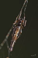 Cyclosa hamulata