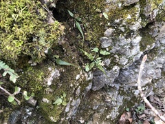 Asplenium × ebenoides