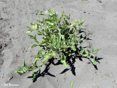 Solanum nitidibaccatum
