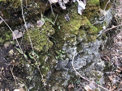 Asplenium × ebenoides