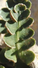 Asplenium ceterach ceterach