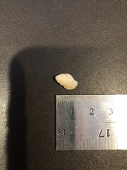 Sinetectula farinosa