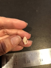 Sinetectula farinosa