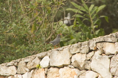 Turdus plumbeus