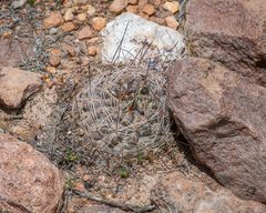 Neowerdermannia chilensis