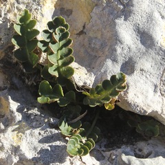 Asplenium ceterach ceterach