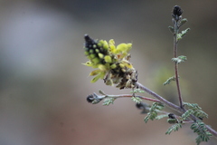 Dalea lutea