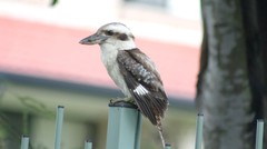 Dacelo novaeguineae novaeguineae