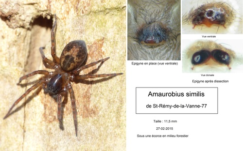 Lace-Weaver Spider, 77320 Saint-Rémy-la-Vanne, France, photo 10 of 10