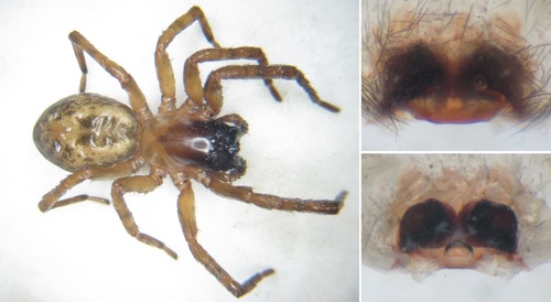 Lace-Weaver Spider, Crouy-sur-Ourcq, France, photo 9 of 10