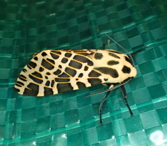 Hypercompe theophila