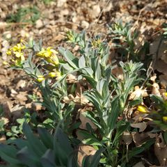 Erysimum rhaeticum