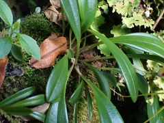 Masdevallia fulvescens
