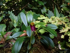 Masdevallia fulvescens
