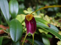 Masdevallia fulvescens