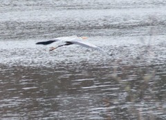 Ardea herodias herodias