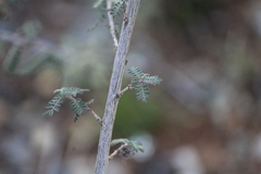 Dalea lutea