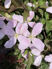 Clematis