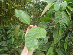 Passiflora kapiriensis