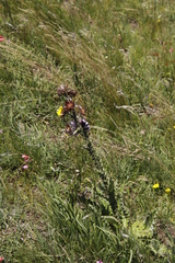 Berkheya purpurea