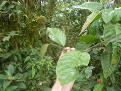Passiflora kapiriensis
