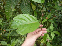 Passiflora kapiriensis