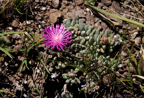Lesotho Sheepfig (Delosperma basuticum)
