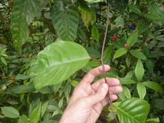 Passiflora kapiriensis