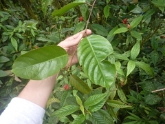 Passiflora kapiriensis