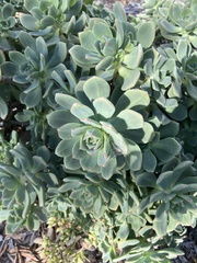 Aeonium haworthii