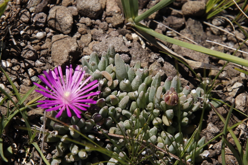 Delosperma basuticum, photograph 1