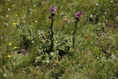 Berkheya purpurea