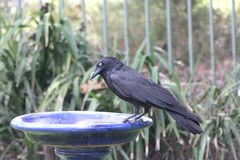 Corvus orru cecilae