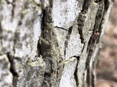Chaenothecopsis savonica