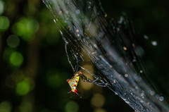 Micrathena zilchi