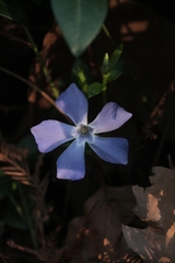 Vinca difformis difformis