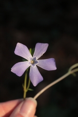 Vinca difformis difformis