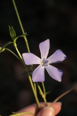 Vinca difformis difformis