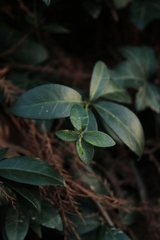 Vinca difformis difformis