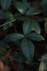 Vinca difformis difformis